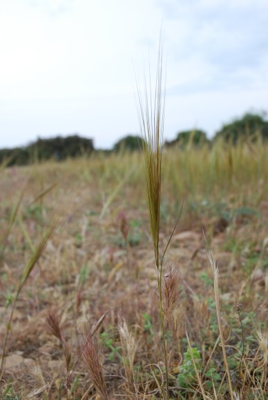 Stipella capensis (Thunb.) Röser & Hamasha Poaceae - Stipe du Ca