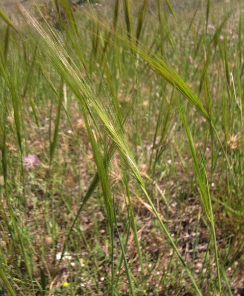 suivi Stipella capensis