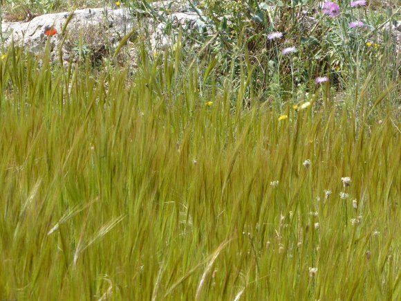 Stipella capensis (Thunb.) Röser & Hamasha Poaceae - Stipe du Ca