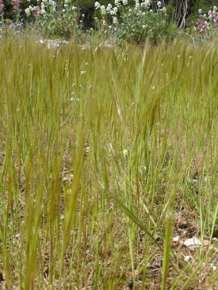 Stipella capensis (Thunb.) Röser & Hamasha Poaceae - Stipe du Ca