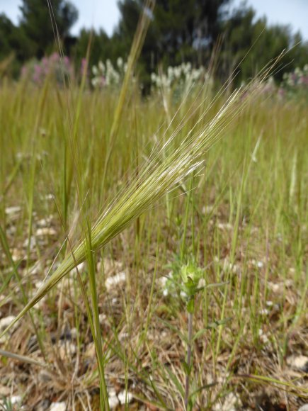 Stipella capensis (Thunb.) Röser & Hamasha Poaceae - Stipe du Ca