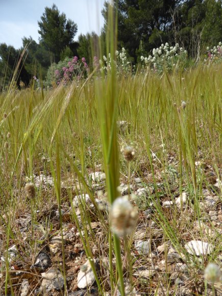 Stipella capensis (Thunb.) Röser & Hamasha Poaceae - Stipe du Ca