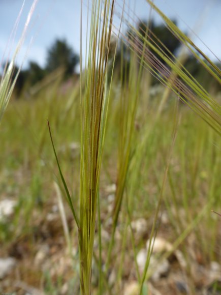 Stipella capensis (Thunb.) Röser & Hamasha Poaceae - Stipe du Ca