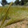 Stipella capensis (Thunb.) Röser & Hamasha Poaceae - Stipe du Ca