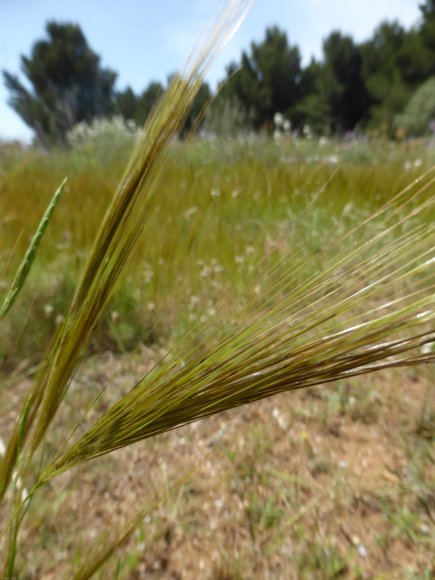 Stipella capensis (Thunb.) Röser & Hamasha Poaceae - Stipe du Ca