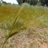 Stipella capensis (Thunb.) Röser & Hamasha Poaceae - Stipe du Ca