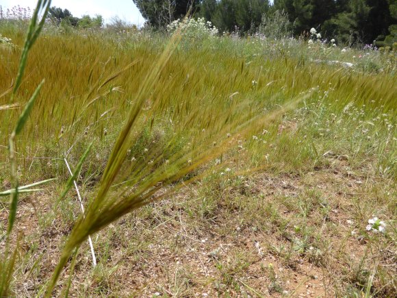 Stipella capensis (Thunb.) Röser & Hamasha Poaceae - Stipe du Ca