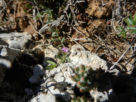 Polygala rupestris Pourr. Polygalaceae
Polygala des rochers