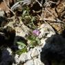 Polygala rupestris Pourr. Polygalaceae
Polygala des rochers