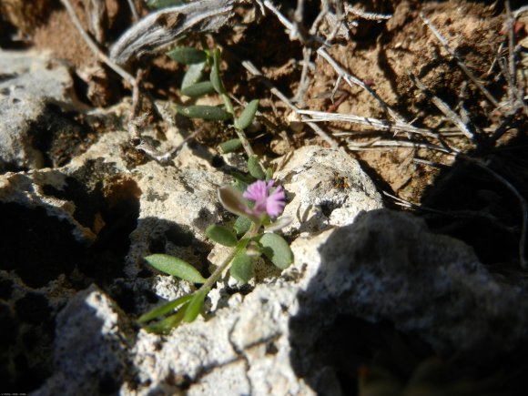 Polygala rupestris Pourr. Polygalaceae
Polygala des rochers