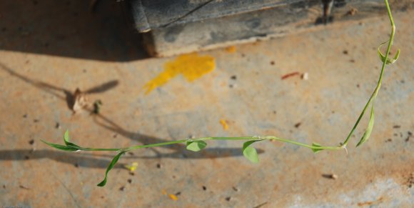 Polygonum aviculare L. Polygonaceae - Renouée des oiseaux