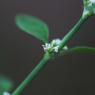 Polygonum aviculare L. Polygonaceae - Renouée des oiseaux