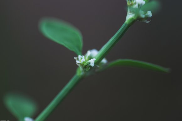 Polygonum aviculare L. Polygonaceae - Renouée des oiseaux