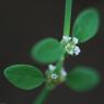 Polygonum aviculare L. Polygonaceae - Renouée des oiseaux