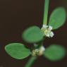 Polygonum aviculare L. Polygonaceae - Renouée des oiseaux