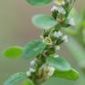 Polygonum aviculare L. Polygonaceae - Renouée des oiseaux