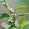 Polygonum aviculare L. Polygonaceae - Renouée des oiseaux