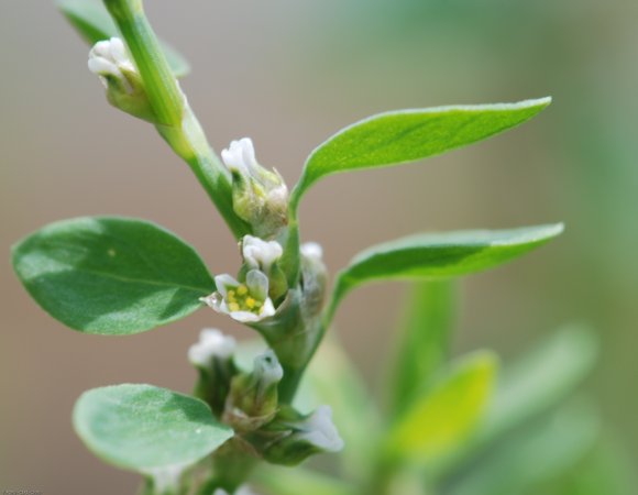 Polygonum aviculare L. Polygonaceae - Renouée des oiseaux