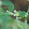 Polygonum aviculare L. Polygonaceae - Renouée des oiseaux