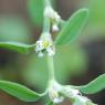 Polygonum aviculare L. Polygonaceae - Renouée des oiseaux