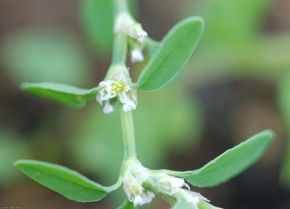 Polygonum aviculare L. Polygonaceae - Renouée des oiseaux