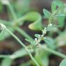 Polygonum aviculare L. Polygonaceae - Renouée des oiseaux