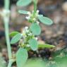 Polygonum aviculare L. Polygonaceae - Renouée des oiseaux