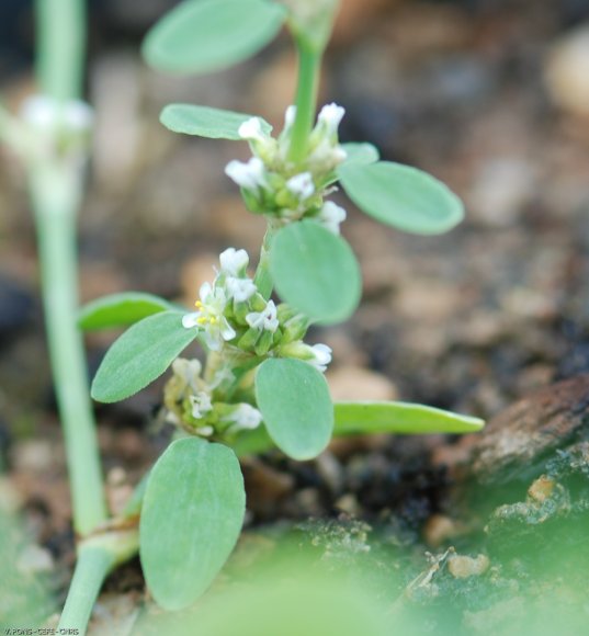 Polygonum aviculare L. Polygonaceae - Renouée des oiseaux