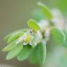 Polygonum aviculare L. Polygonaceae - Renouée des oiseaux