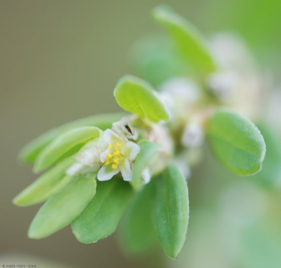 Polygonum aviculare L. Polygonaceae - Renouée des oiseaux