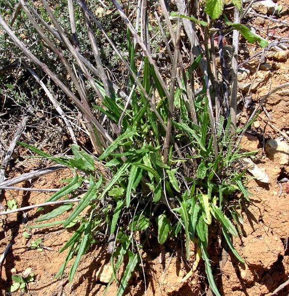 Rumex intermedius DC. Polygonaceae - Rumex intermédiaire