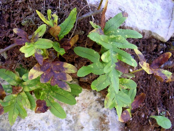 Polypodium vulgare L. Polypodiaceae-Polypode commun