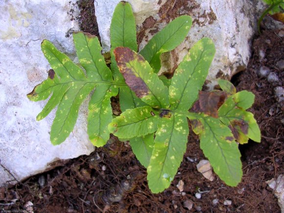 Polypodium vulgare L. Polypodiaceae-Polypode commun