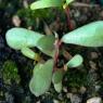 Portulaca oleracea L. Portulacaceae - Pourpier