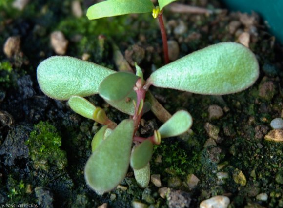 Portulaca oleracea L. Portulacaceae - Pourpier