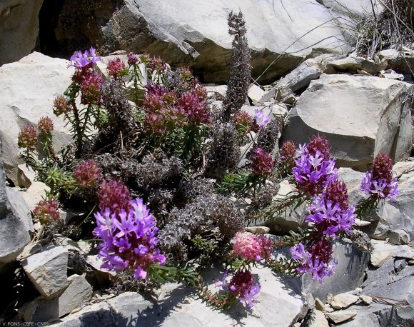 Coris monspeliensis L. Primulaceae