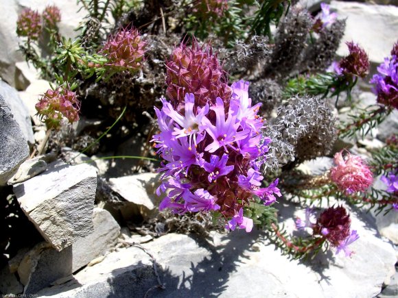 Coris monspeliensis L. Primulaceae