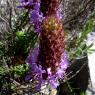 Coris monspeliensis L. Primulaceae