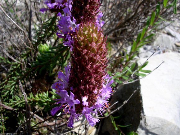 Coris monspeliensis L. Primulaceae
