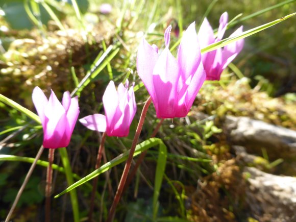 Cyclamen repandum Primulaceae Cyclamen du printemps