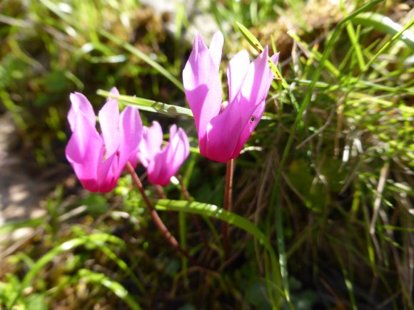 Cyclamen repandum Primulaceae Cyclamen du printemps