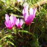 Cyclamen repandum