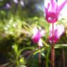 Cyclamen repandum Primulaceae Cyclamen du printemps