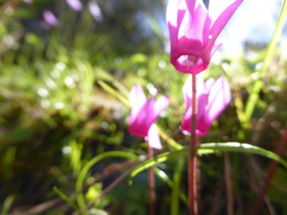 Cyclamen repandum Primulaceae Cyclamen du printemps