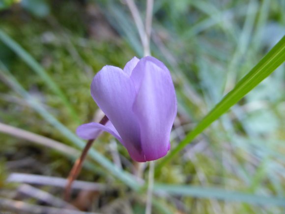 Cyclamen repandum Primulaceae Cyclamen du printemps