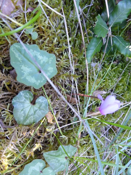 Cyclamen repandum Primulaceae Cyclamen du printemps