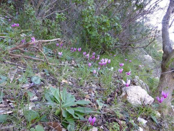 Cyclamen repandum Primulaceae Cyclamen du printemps