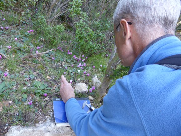 Cyclamen repandum Primulaceae Cyclamen du printemps