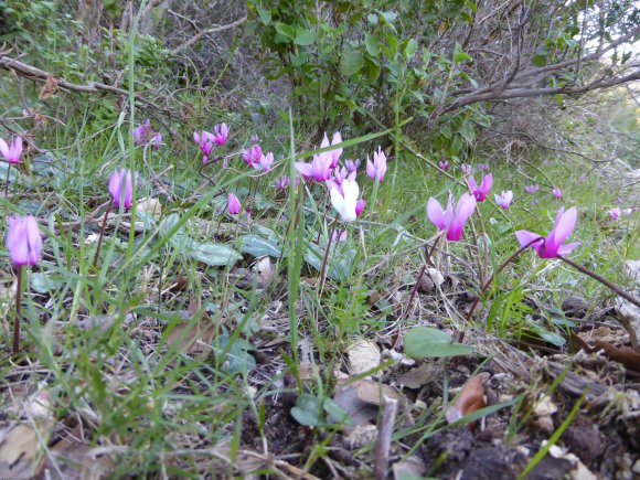 Cyclamen repandum Primulaceae Cyclamen du printemps