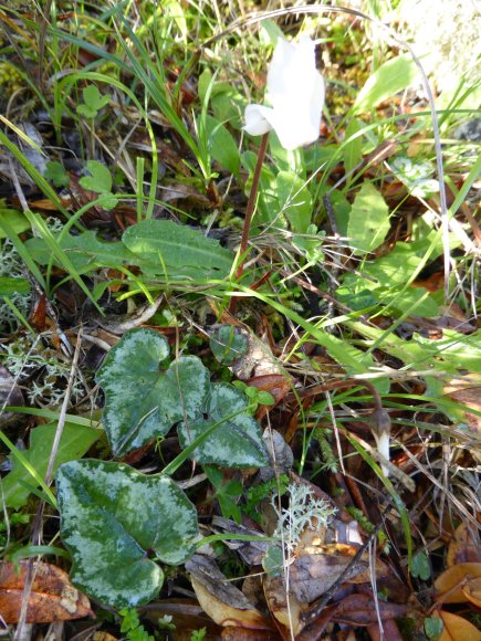 Cyclamen repandum Primulaceae Cyclamen du printemps